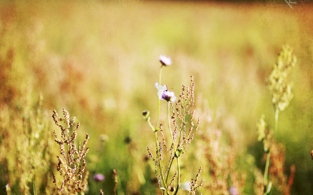 Flower field red building autumn free wallpaper - medium preview image