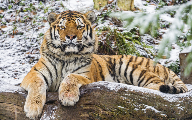 Tiger snow logs forest wildlife free wallpaper - medium preview image