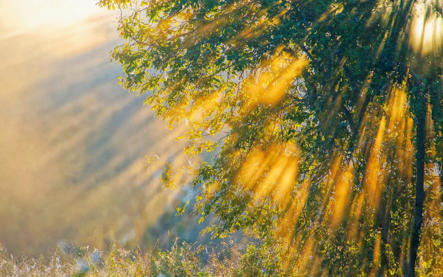 Autumn tree sunset water forest free wallpaper - medium preview image