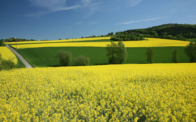 Countryside yellow flowers road blue free wallpaper - medium preview image