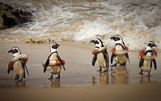 Penguins beach surfboards lifejacket wildlife free wallpaper - medium preview image