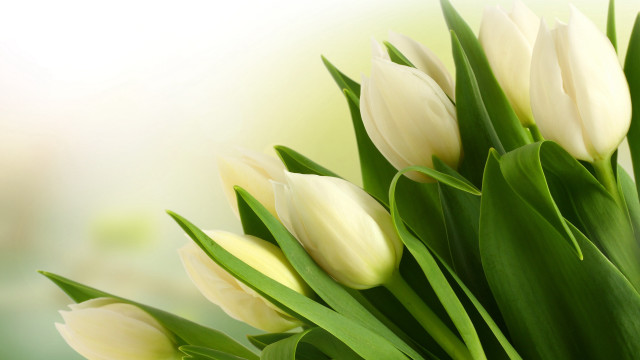 White tulips green leaves tabletop free wallpaper - medium preview image