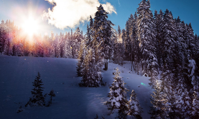 Snowy landscape trees bright sun #9 free wallpaper - medium preview image