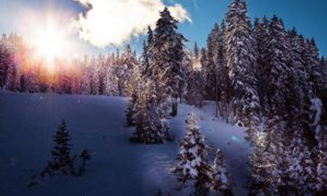 Snowy landscape trees bright sun #10 free wallpaper - medium preview image