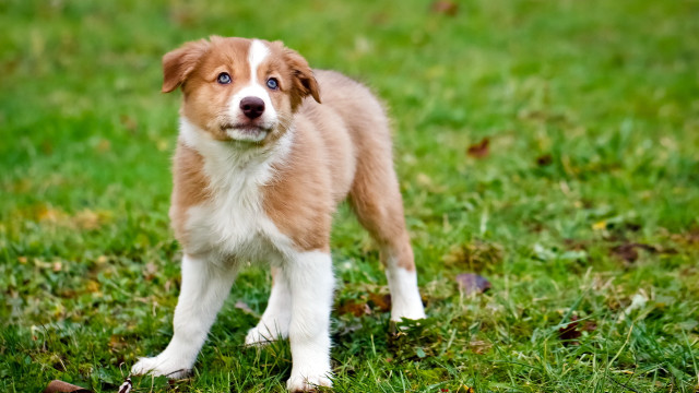 Brown white dog blue eye #2 free wallpaper - medium preview image