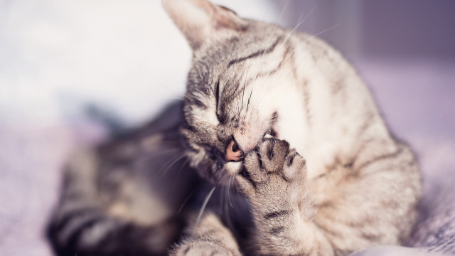 Cat laying blurry background sharp free wallpaper - medium preview image