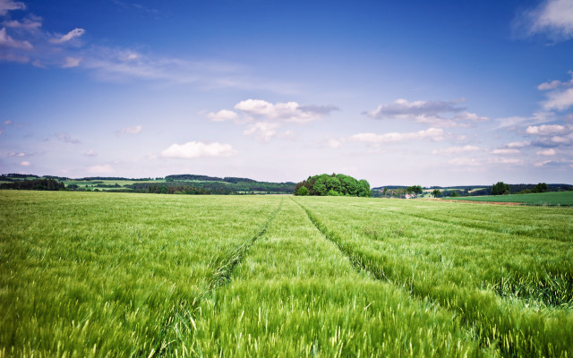 Green grass field clouds trees free wallpaper - medium preview image