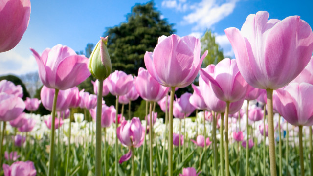 Pink flower field blue sky free wallpaper for desktop - medium preview image