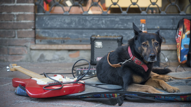 Dog guitar case blurry background free wallpaper - medium preview image