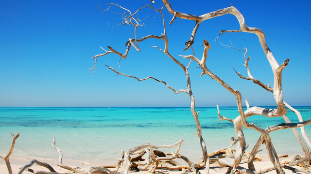 Beach tree branch ocean boat free wallpaper - medium preview image