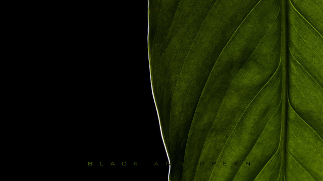 Black green leaf closeup transparent free wallpaper - medium preview image
