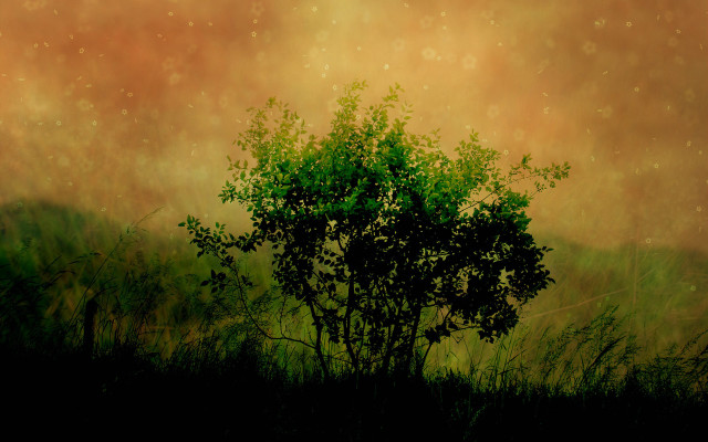 Red sky tree nature night free wallpaper - medium preview image