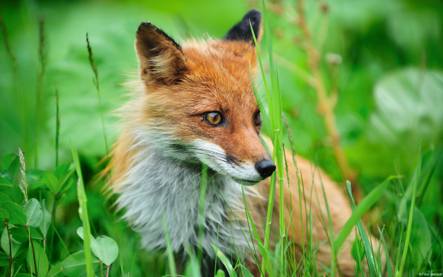 Red fox sitting grass blurry free wallpaper - medium preview image