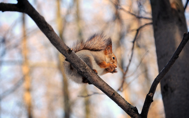Squirrel eating nut branch woodland free wallpaper - medium preview image