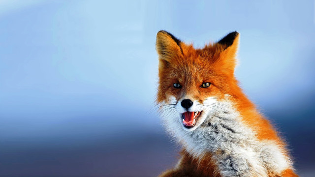 Red fox mouth open wide free wallpaper - medium preview image
