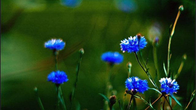 Blue flowers grass macro closeup free wallpaper - medium preview image
