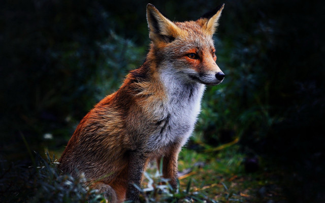 Red fox sitting grass looking free wallpaper - medium preview image