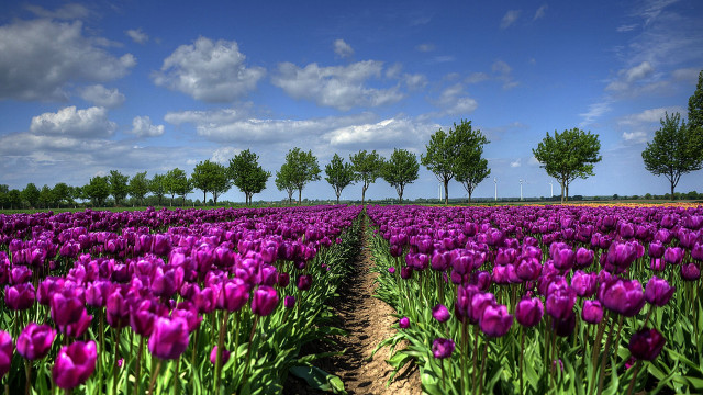 Purple flower field bush tree free wallpaper - medium preview image