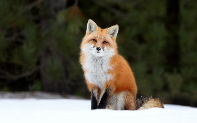 Red fox sitting snow camera free wallpaper - medium preview image