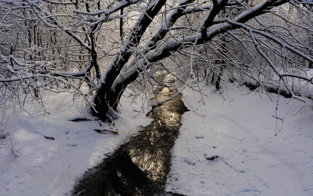 Snowy forest stream footprints bare free wallpaper - medium preview image