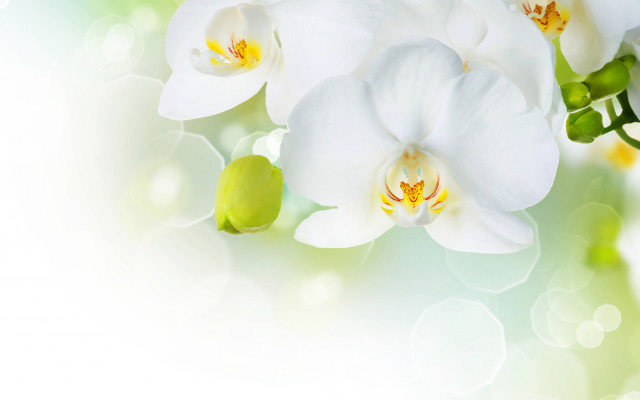 White flower green leaves white free wallpaper - medium preview image