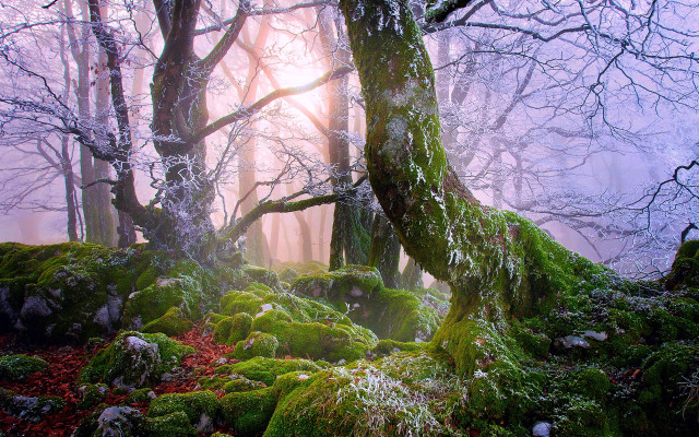 Mossy forest foggy autumn blooming free wallpaper - medium preview image