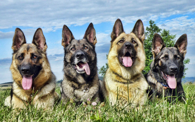 German shepherds laying grass outdoor free wallpaper - medium preview image