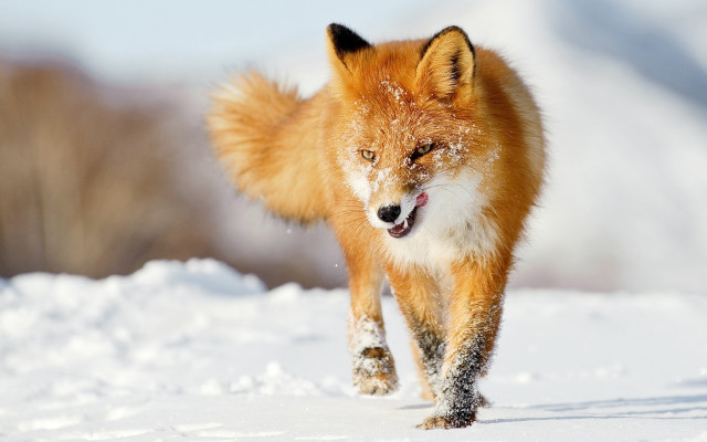 Red fox running through the free wallpaper - medium preview image