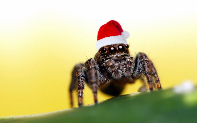 Spider santa hat leaf smiling free wallpaper - medium preview image