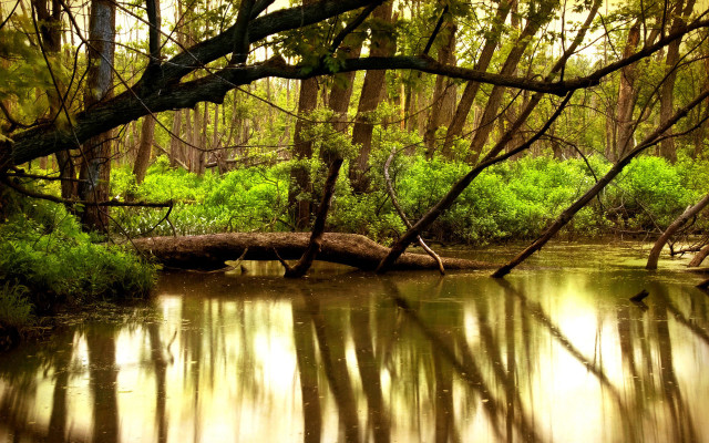 River fallen tree autumn matte free wallpaper - medium preview image