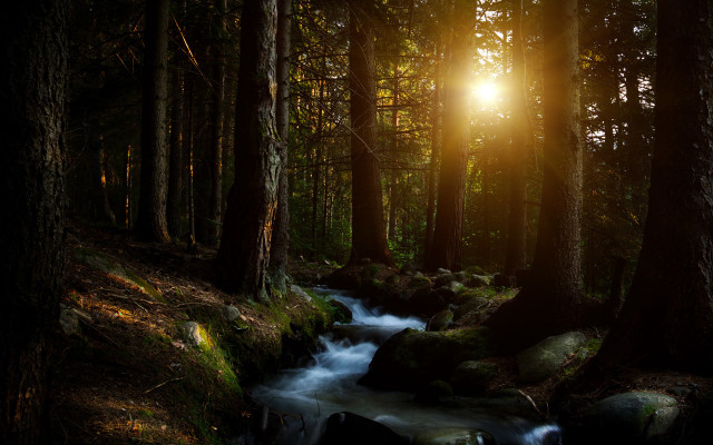 Forest stream sunshine rocks night free wallpaper - medium preview image