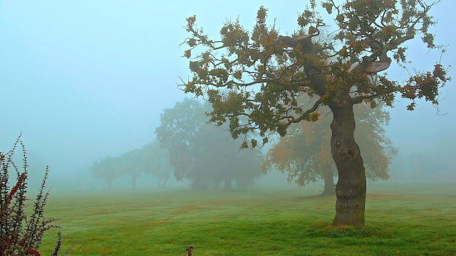 Foggy field tree bird mountains free wallpaper - medium preview image