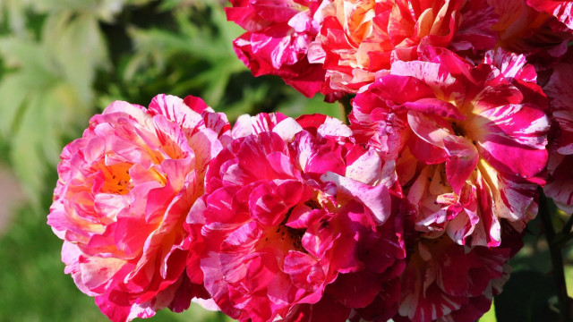 Flower field summer blur ecological free wallpaper - medium preview image