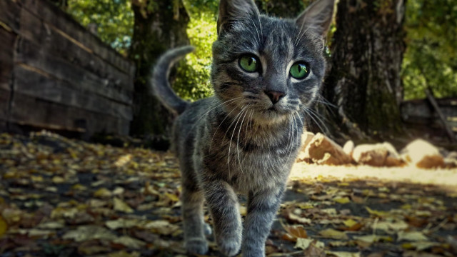 Cat leaf forest urban bokeh free wallpaper - medium preview image