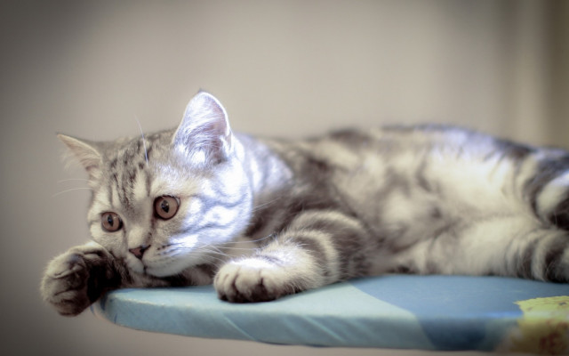 Kitten curious cushion tabletop hologram free wallpaper - medium preview image