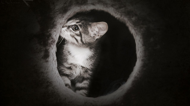 Cat tunnel dark background white free wallpaper - medium preview image