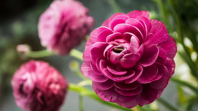 Pink flower blurry background rococo free wallpaper - medium preview image