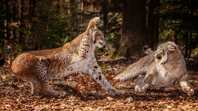 Lynx playful forest autumn wildlife free wallpaper - medium preview image