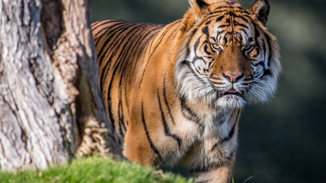 Tiger grass tree blurry background free wallpaper - medium preview image