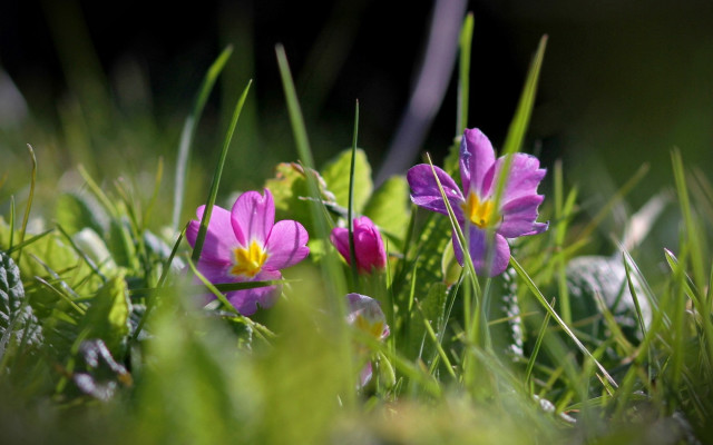Purple flowers green field shallow free wallpaper - medium preview image