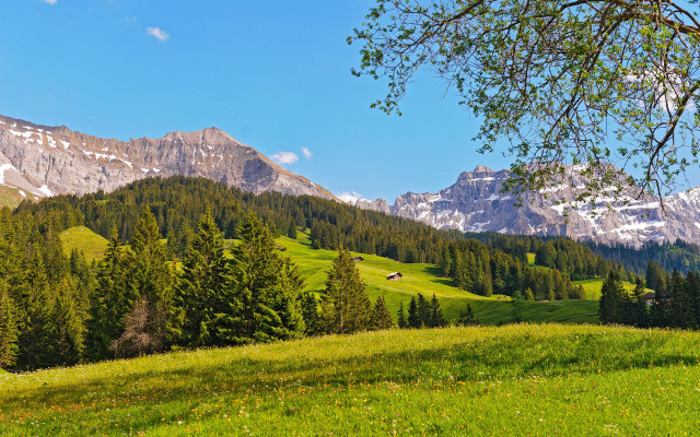 Grassy field tree mountains blue free wallpaper - medium preview image