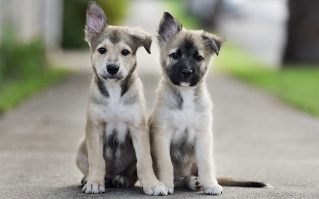Puppies shiba inu outdoor blurry free wallpaper - medium preview image