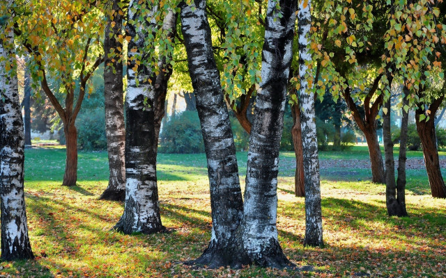 Park trees bench autumn nature free wallpaper - medium preview image