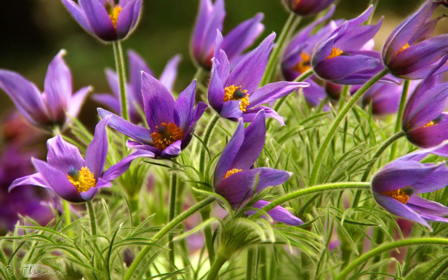 Purple flower macro nature blurry free wallpaper - medium preview image