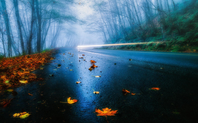Wet road leaves fog car free wallpaper - medium preview image