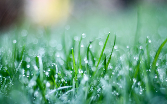 Grass water droplets bokeh macro free wallpaper - medium preview image