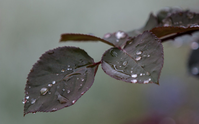 Leaf water droplets macro bubble #2 free wallpaper - medium preview image