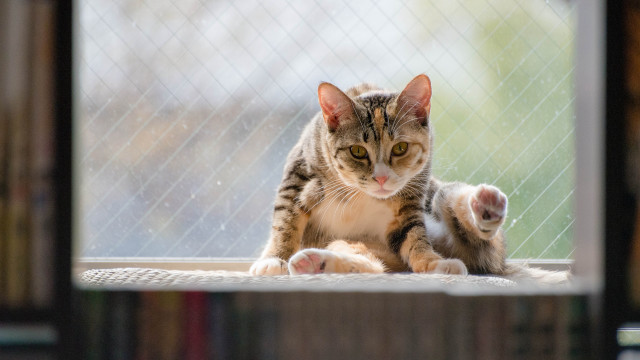 Cat fence window shiba inu free wallpaper - medium preview image