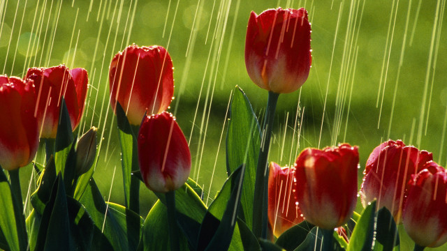 Red flowers water drops impressionist free wallpaper - medium preview image