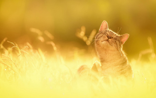Cat in grass sunset orange free wallpaper - medium preview image